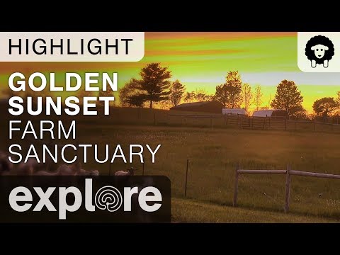 Golden Sunset - Farm Sanctuary - Live Cam Highlight