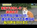 #61【猫のほのぼの話】家族で参加した譲渡会で人間不信の猫がいた。誰が声をかけても無反応だったが、私が声をかけると何故か・・・