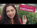 CHÍCHAROS, GUISANTES O ARVEJAS, beneficios, características y  cuidados para tenerlos en casa