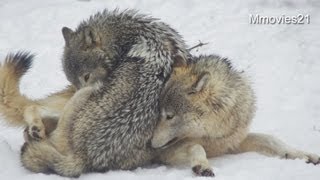 遊びたくて仕方ないユウキ~Wolf Pack