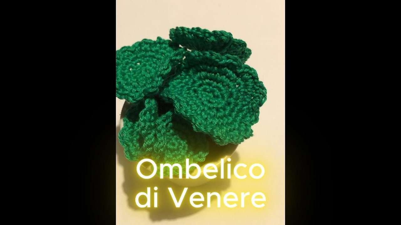 Ombelico di Venere - nuova piantina all'uncinetto