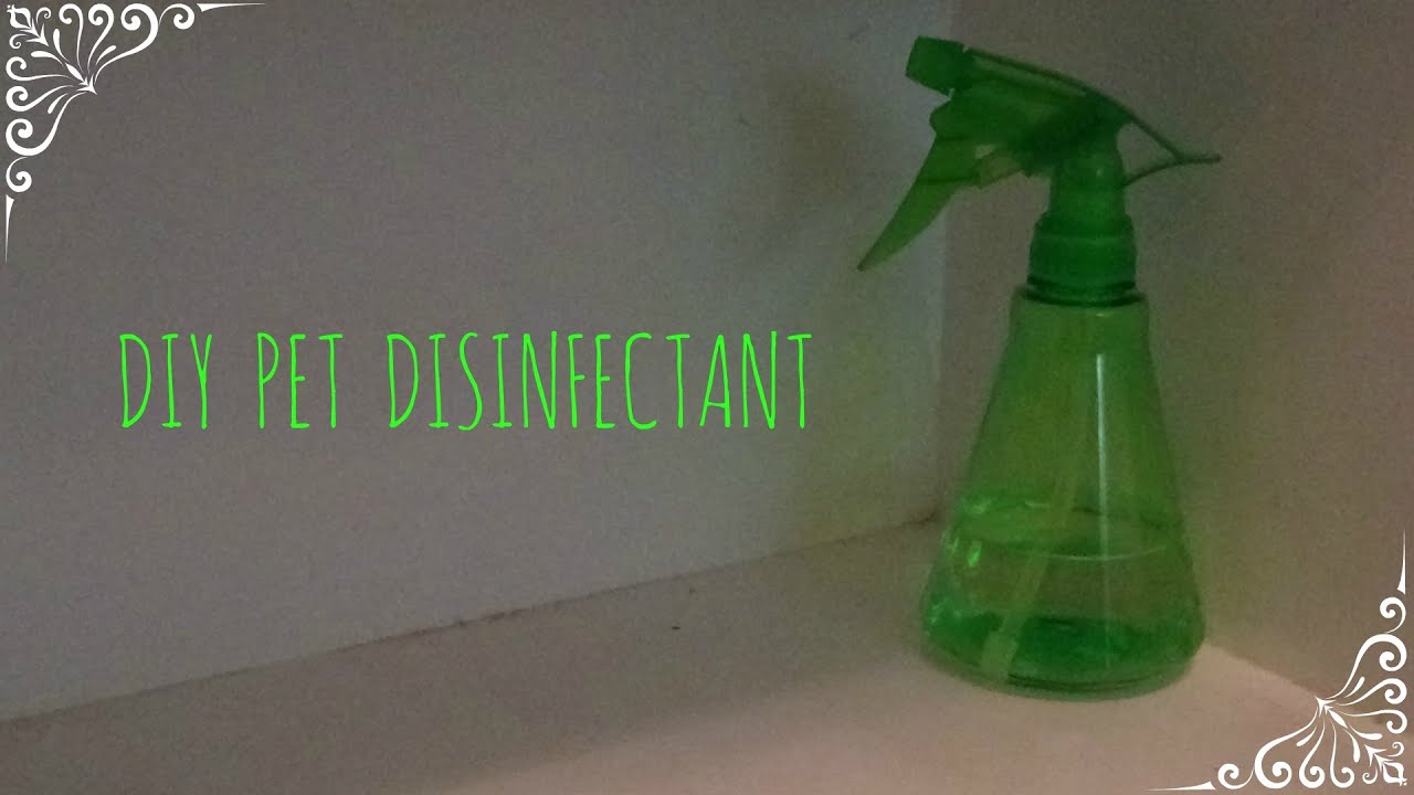 DIY PET DISINFECTANT YouTube