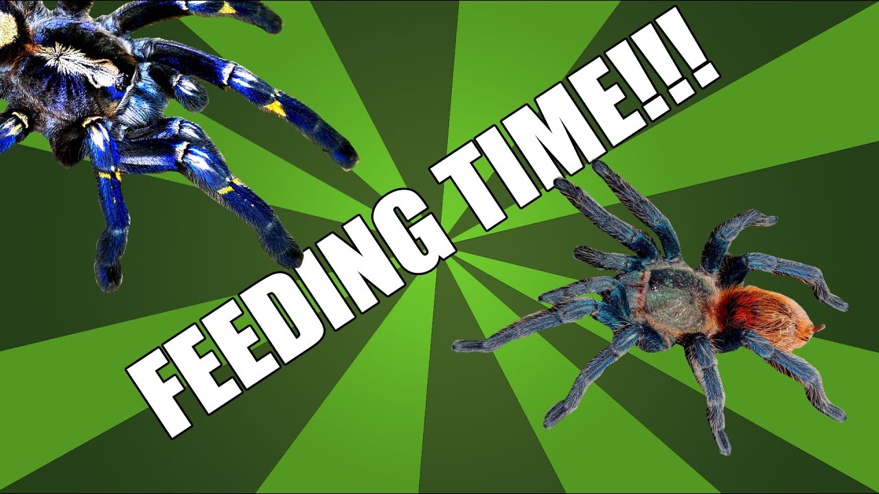 sheet bend Feeding Time 3 - 11 tarantulas