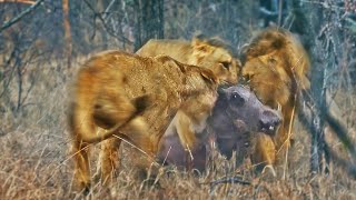 Lions Play Tug Of War With Warthog Trying To Escape