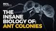 The Intriguing World of Ants: From Colony Dynamics to Ecological Impact ile ilgili video