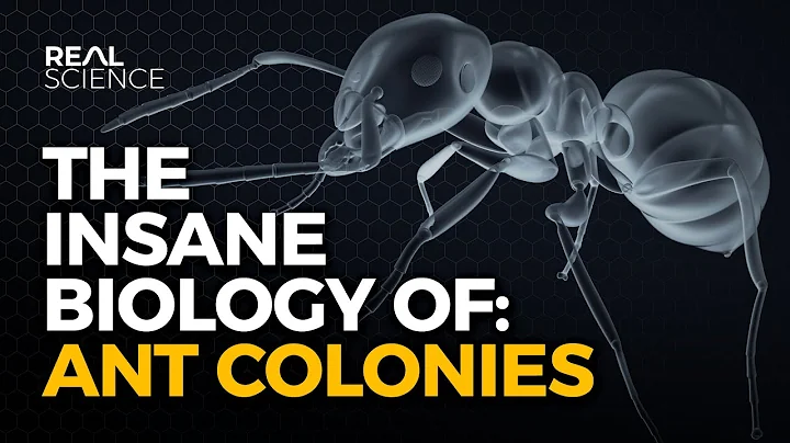The Insane Biology of: Ant Colonies - DayDayNews