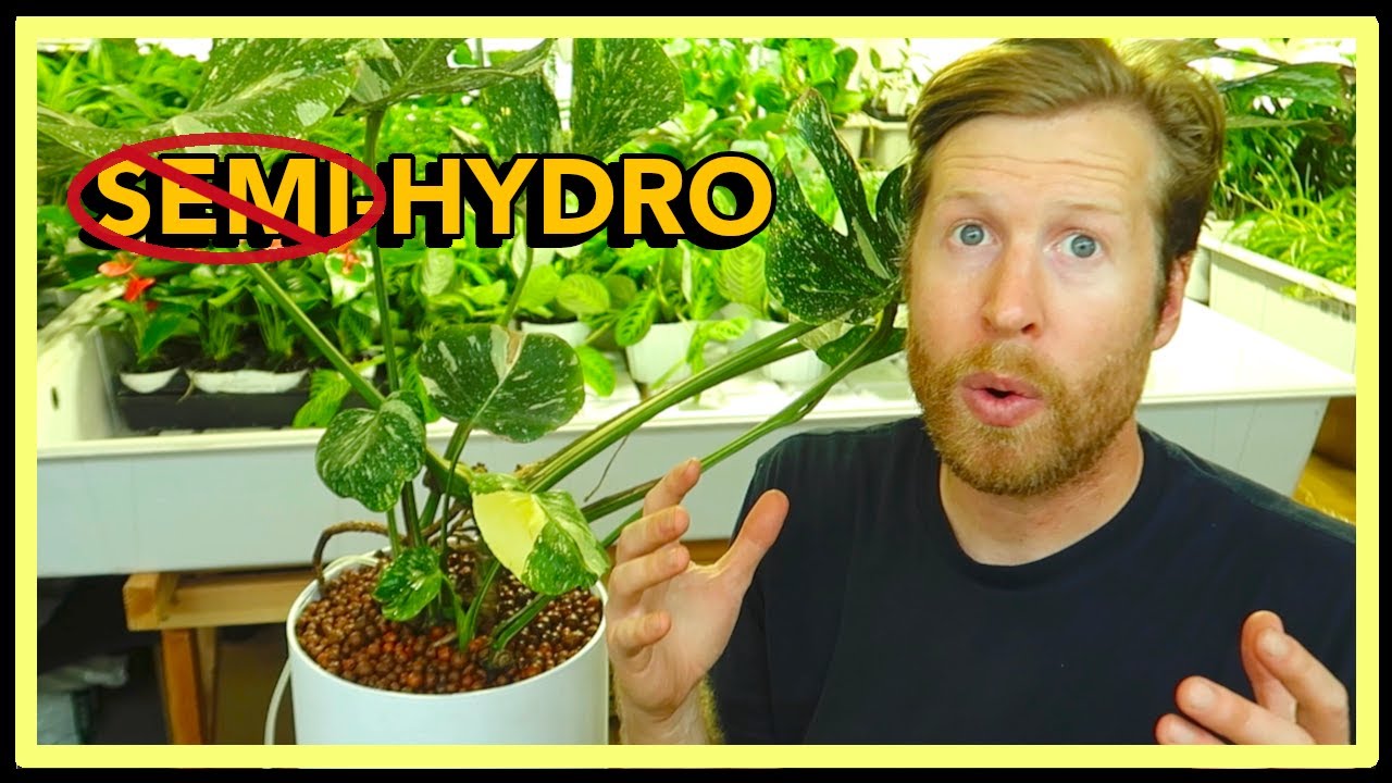 Grow Variegated MONSTERA in LECA | Convert Semi Hydro to Active! How to Ep  44