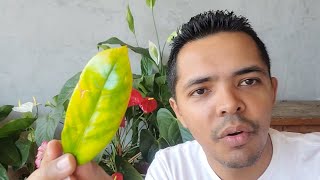 Suas plantas te falam! REVIVA e SALVE suas PLANTAS DOENTES com folhas AMARELAS e SECAS