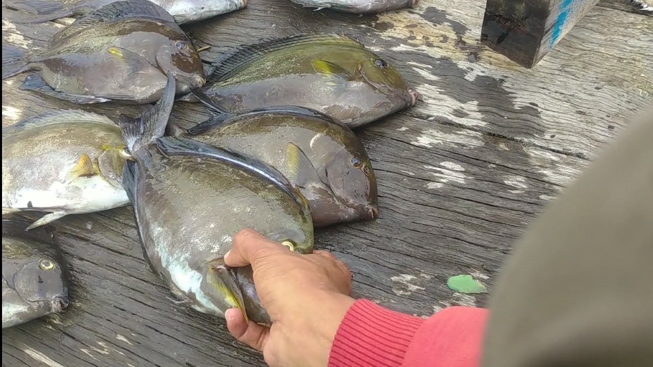 Mancing baronang pakai tegek super lilit Dengan power demage Jalu yg gak ada obat di DERMAGA BENOA