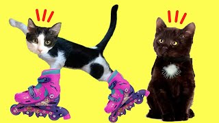 24 horas en patines con Laia y Ana y las gatitas en mi casa / Videos de gatitos