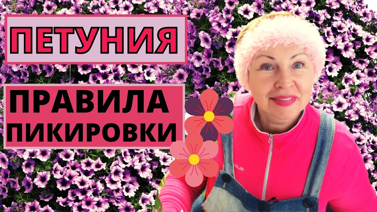 ПЕТУНИЯ основные ПРАВИЛА ПИКИРОВКИ. Стопроцентный результат