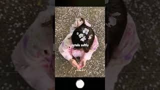 🌸 Spring Flower Petal Photo Trend 🌷 How to Take Viral Overhead Shots 📸✨