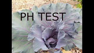 Tips @ 5pm - Can Red Cabbage give me my Soil PH?