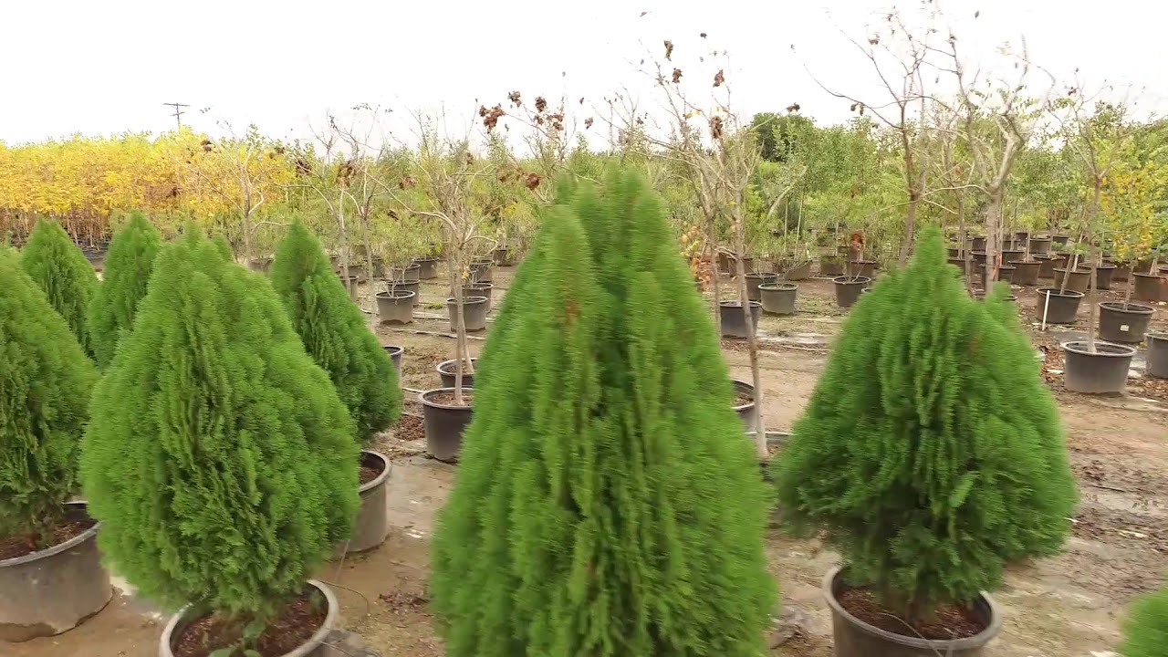Sunland Nursery Trees For Retail Nurseries And Landscape Sunland Nursery Trees For Retail Nurseries And Landscape Professionals