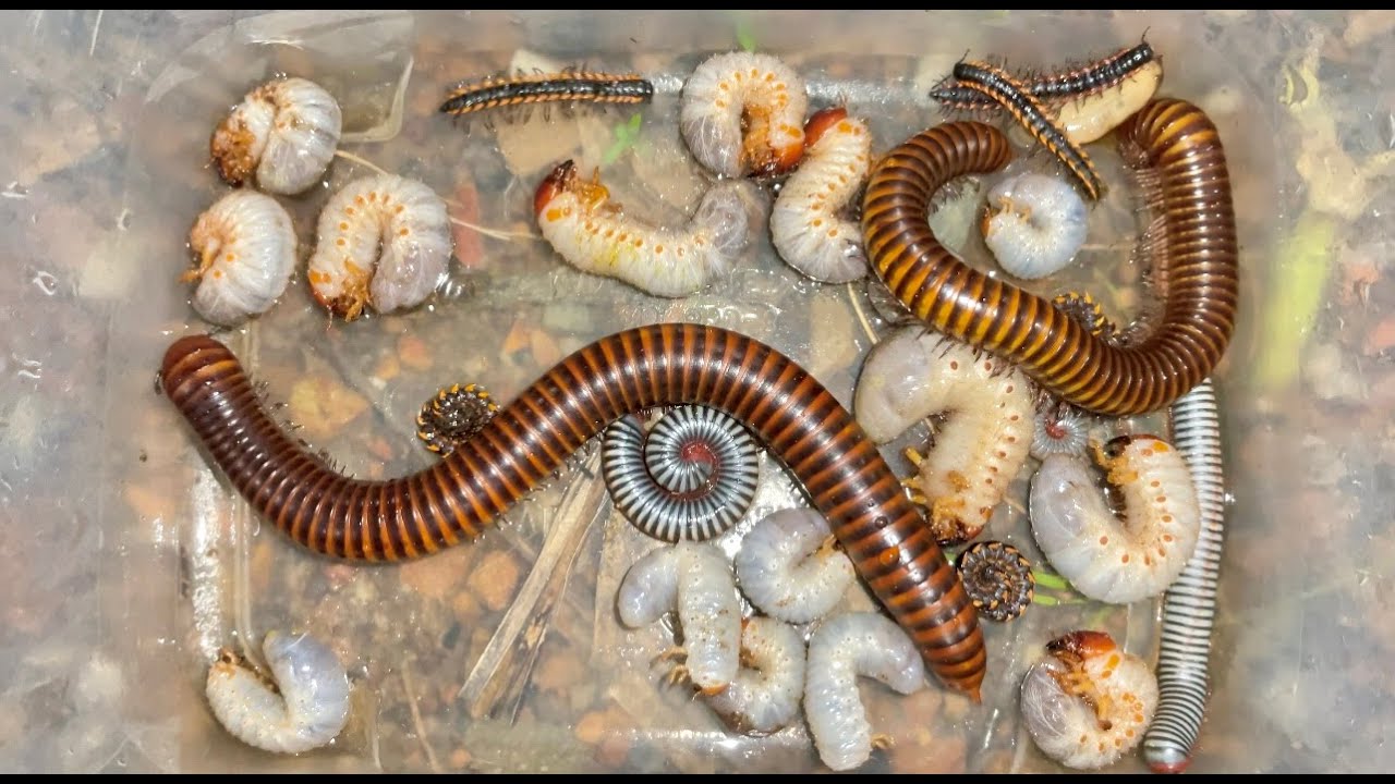 Nightmare!!!! Found Many Beetles Grubs, Both Golden Millipedes Fold up And Red Spotted Millipedes