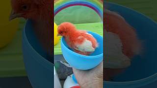 Catch Funny Chickens, Colorful Chickens, Rainbow Chickens, Cute Rabbits, Cute Hamsters, funny animal
