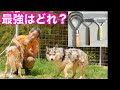 【辛口検証】犬の抜け毛処理に最適なコームを正直にお伝えします！