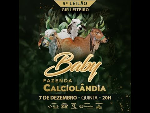 5º Leilão Baby Gir Leiteiro Calciolândia