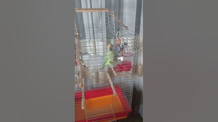 Ожереловый попугай Жорик Чужая клетка круче🦜🐦
