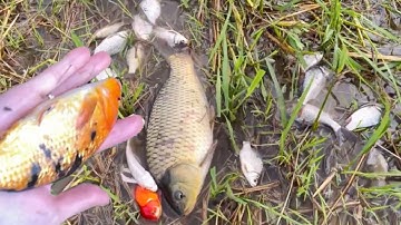 Giải cứu cá chép,cá rô phi,cá koi,cá vược,cái đầu to, ngoài cánh đồng lúa nhiều cá quá các bạn ơi