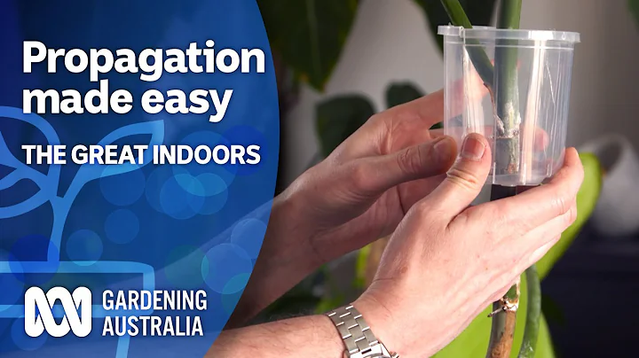 Multiply your plants with propagation | The Great Indoors | Gardening Australia