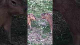 Part 4, Capybaras Fighting SCARY (Kumala vs Savesta) #foryou #fyb #far