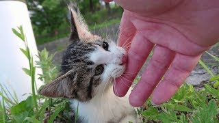 可愛い子猫がいたのでしつこく撫でまわしていたらキレられた