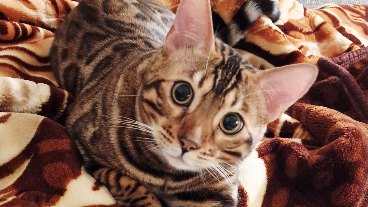 When Bebri Wants to Play but Can’t Get Up 😼