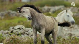 Some Beautiful Breed Of Horses On Earth .