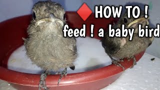 How to feed a baby bird