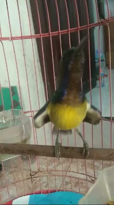 KORLAP AKSI UNIK ISIAN #burungkicau #burung #beautiful #bird
