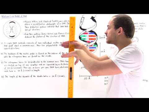 Watson-Crick Model of DNA