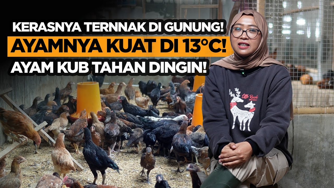 Kandang di Lereng Gunung Suhu 13°C! Perjuangan Ibu Muda Membangun Peternakan Ayam KUB
