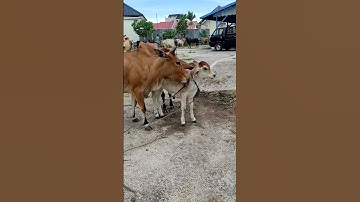 Sapi Moo, Suara Sapi, Sapi Lucu dan Pintar, pedet Brahman #sapi #lembu #kurban #cow #conbò