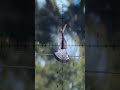 Epic Slow Mo Fx Impact M4 در مقابل پرنده Epic Slow Mo Fx Impact M4 در مقابل پرنده