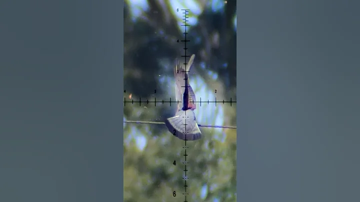 Epic Slow-Mo: Fx Impact M4 vs. Bird