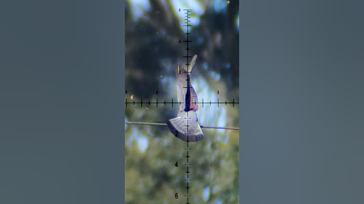Epic Slow-Mo: Fx Impact M4 vs. Bird