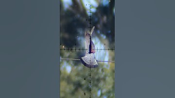 Epic Slow-Mo: Fx Impact M4 vs. Bird