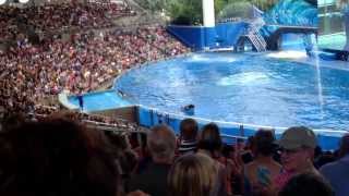 Seaworld Orlando One Ocean