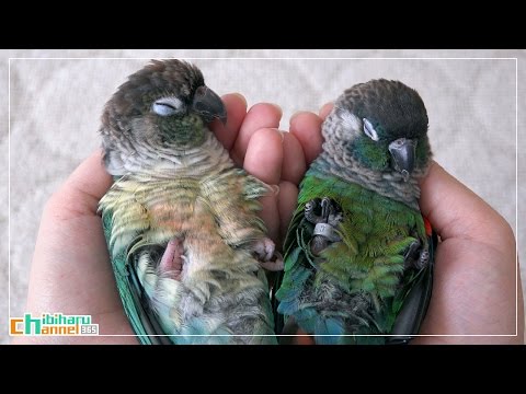 ウロコインコ：チビハル 【ダブルニギコロ Part6～ノーカット版 