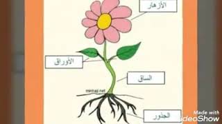 اغنيه اجزاء النبات 🌴🌻🌱🥀