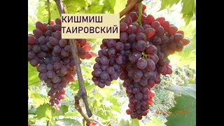 Кишмиш Таировский Grapes seedleess Tairovskiy 2020