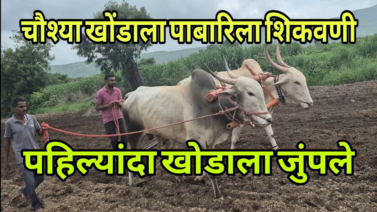 चार दाती खोडाला शेती कामांसाठी शिकवणी char dati khond shikavni