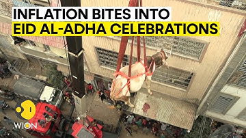 Eid al-Adha 2023: Cattle in Pakistan