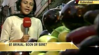 Andhra Government Opposed To Bt Brinjal