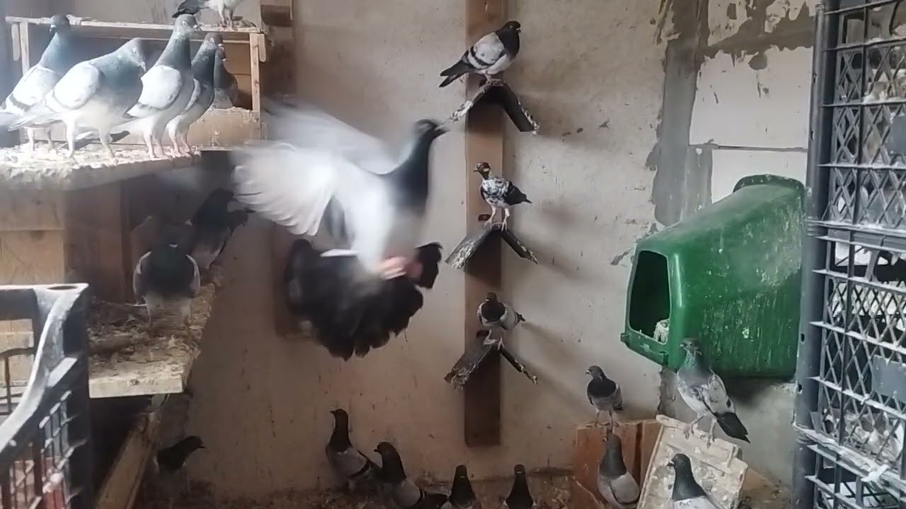 Budapeşte Deres Güvercinlerim....