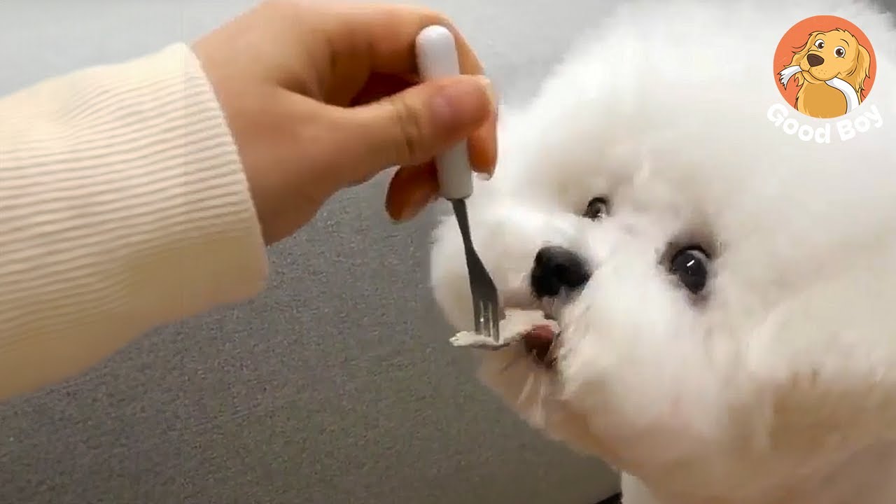 He Doesn't Even Look Like a Dog — Look at The Way He Eats! | Good Boy