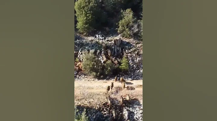 DEV DOMUZ SÜRÜSÜ #wildboar #domuz #hunting #drone #dronevideo #keşfetteyiz #aboneol