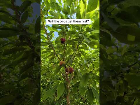 Plum tree with ripe plums