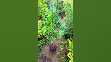 Cây Thanh trà Ngọt Bình Minh | 0386569374 - Ngọc Ngân Bến Tre | Chuyên cây độc lạ